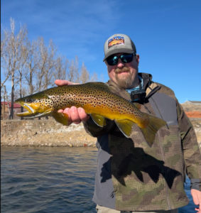 Brown Trout, Wyoming, Bighorn River