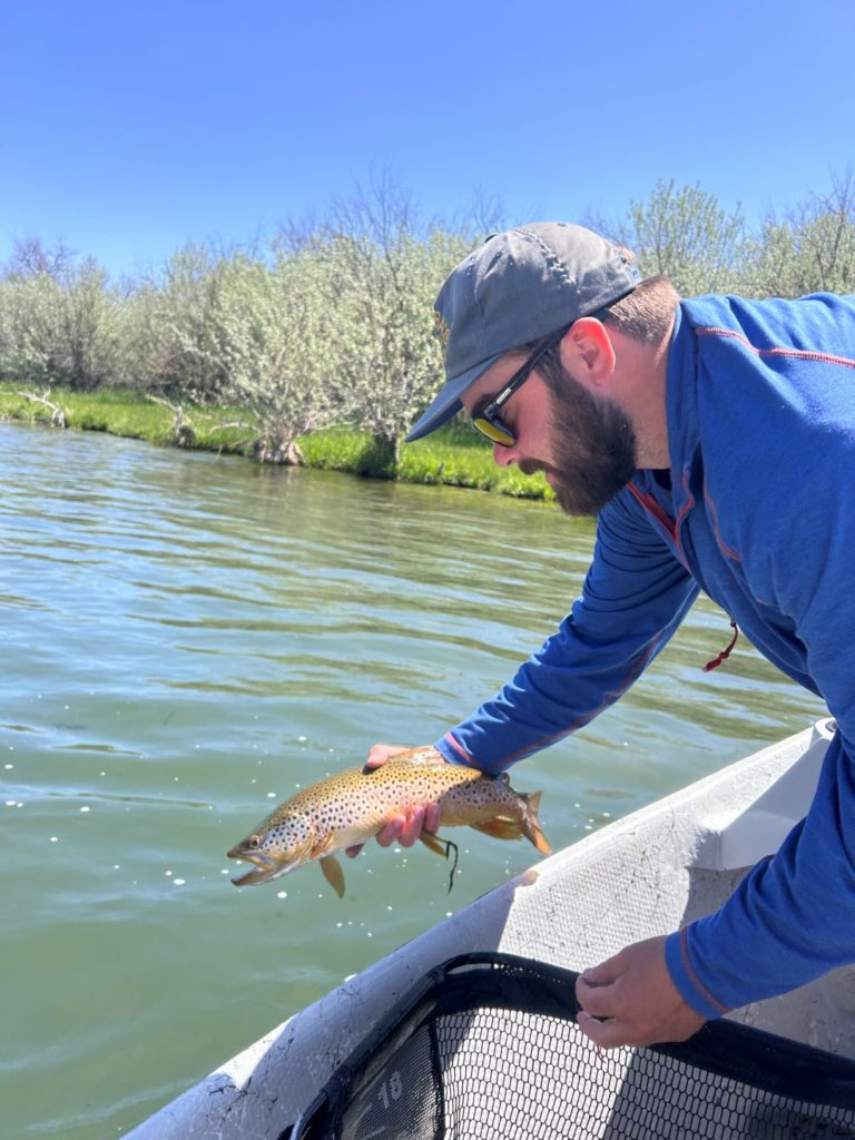 Brown trout, caught by Brady on a nymph on the Bighorn River in May.